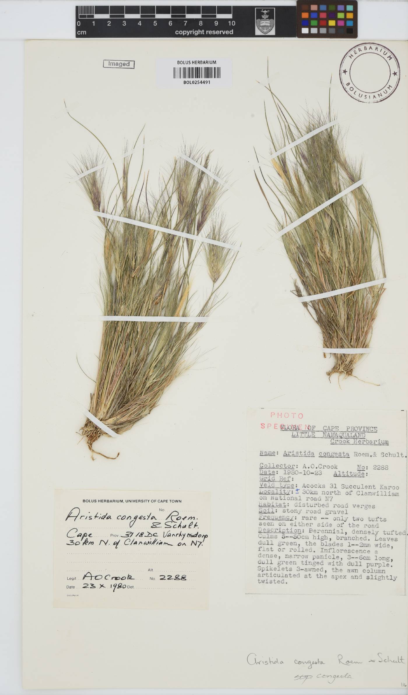 Aristida congesta subsp. congesta image