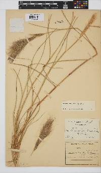 Aristida congesta subsp. congesta image