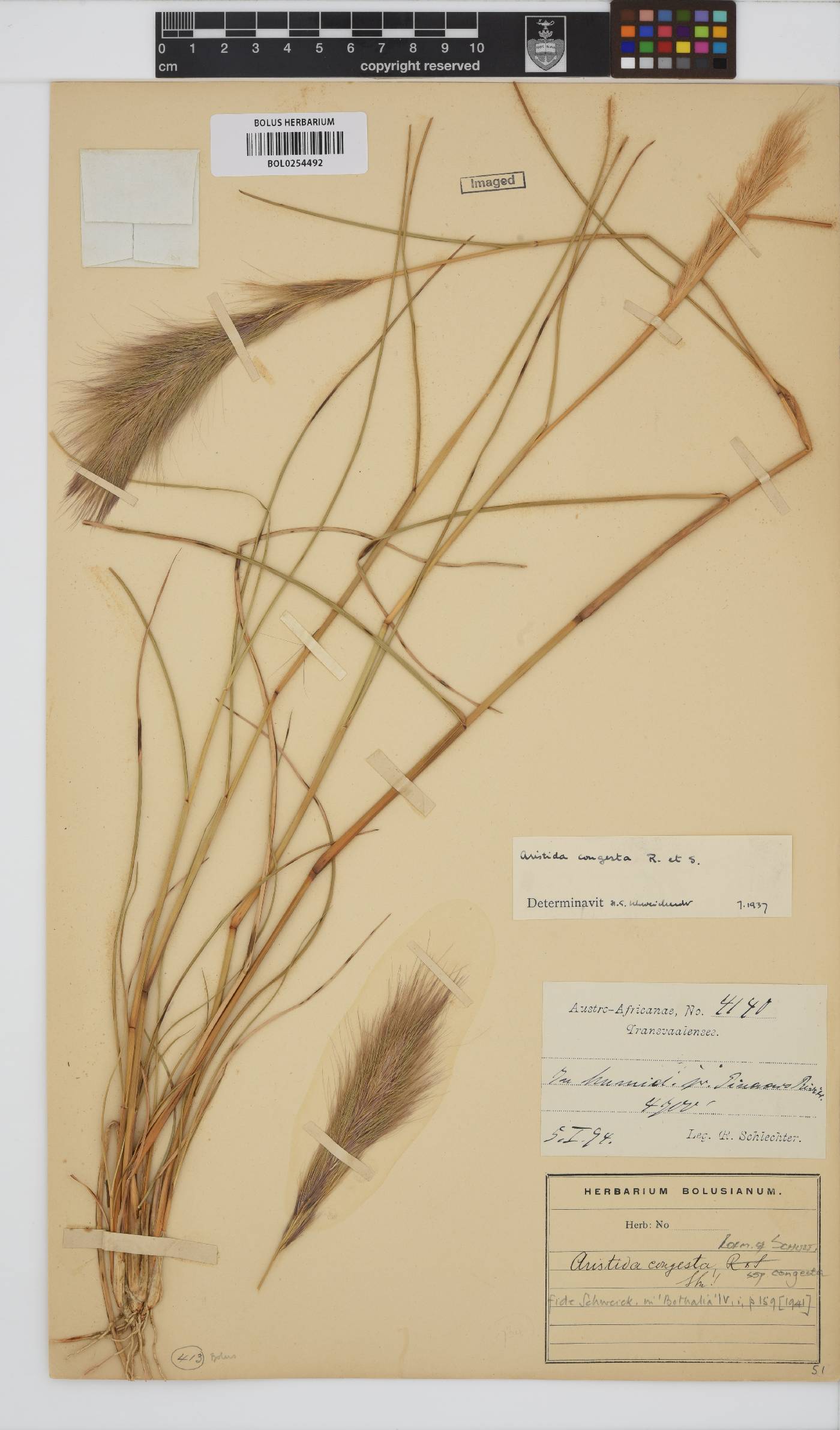 Aristida congesta image