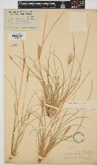 Aristida congesta image