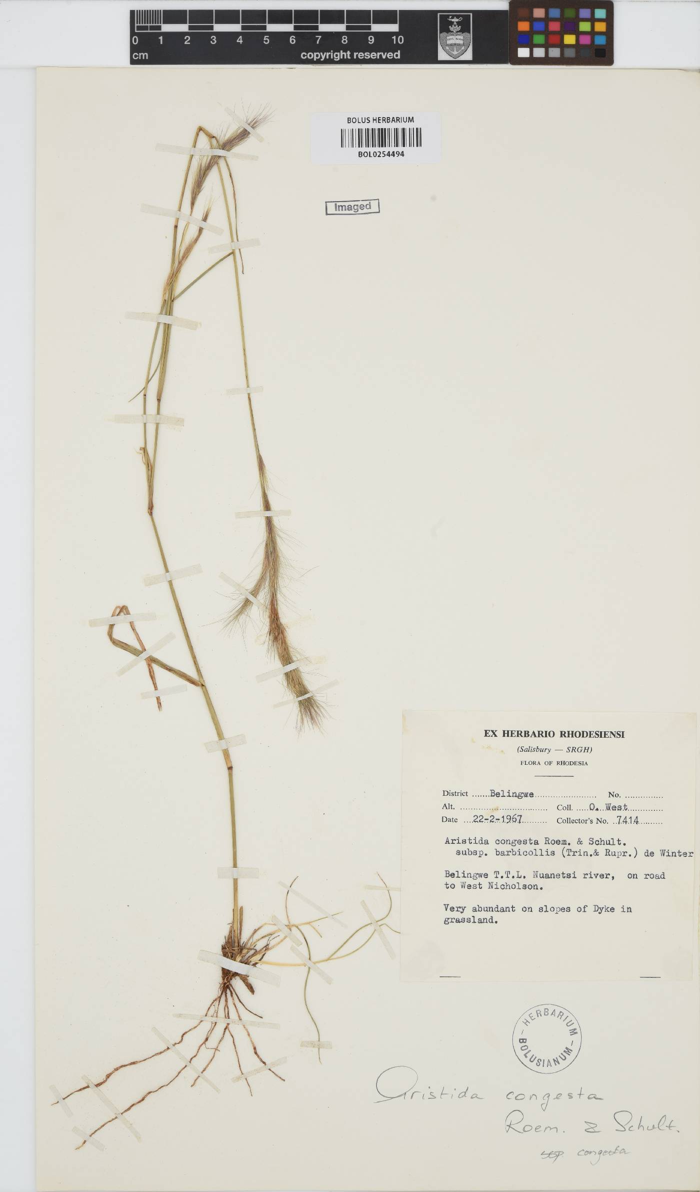 Aristida image