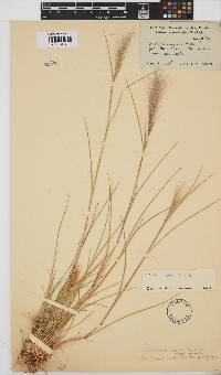 Aristida congesta image