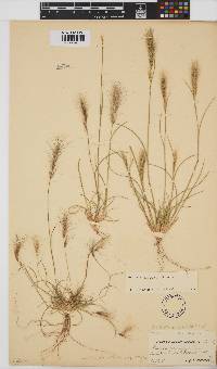 Aristida congesta image