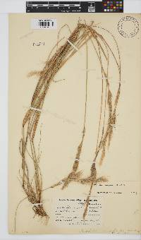 Aristida congesta image