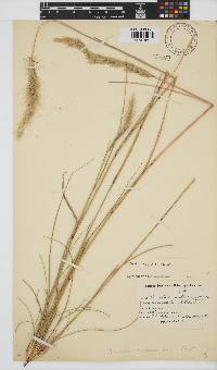 Aristida congesta image