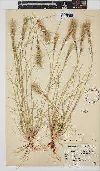 Aristida congesta image