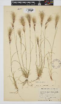 Aristida congesta image