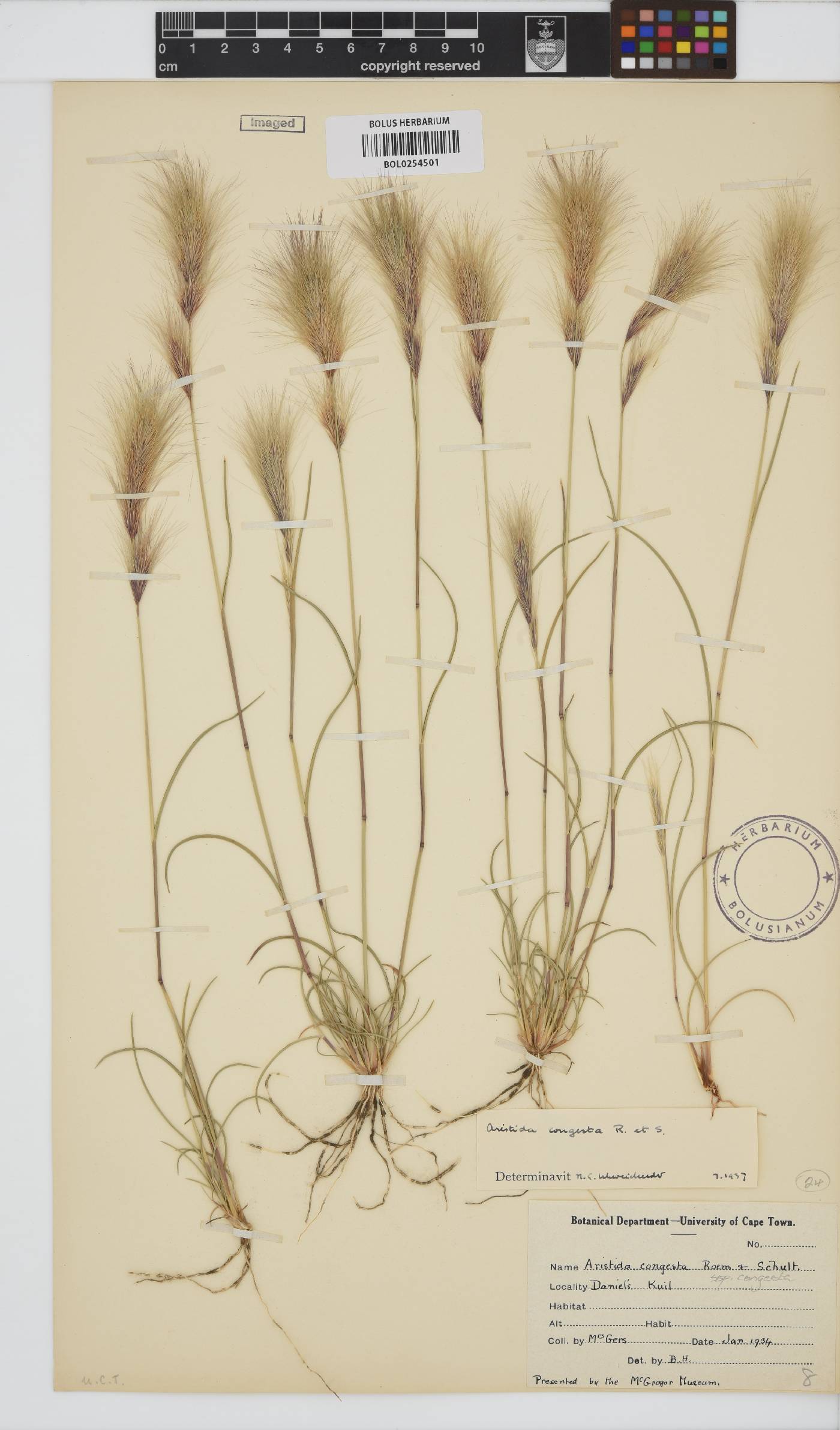 Aristida congesta image