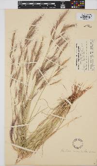 Aristida congesta image