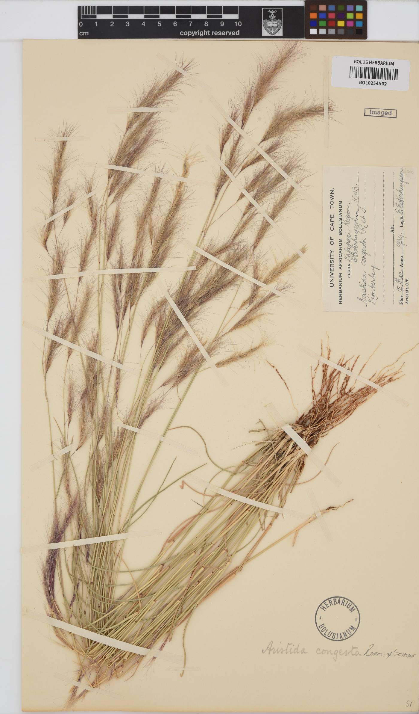 Aristida congesta image