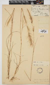 Aristida congesta subsp. congesta image