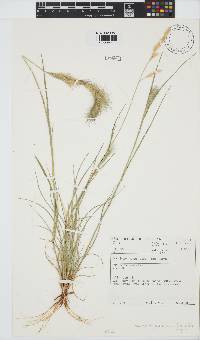 Aristida congesta subsp. congesta image