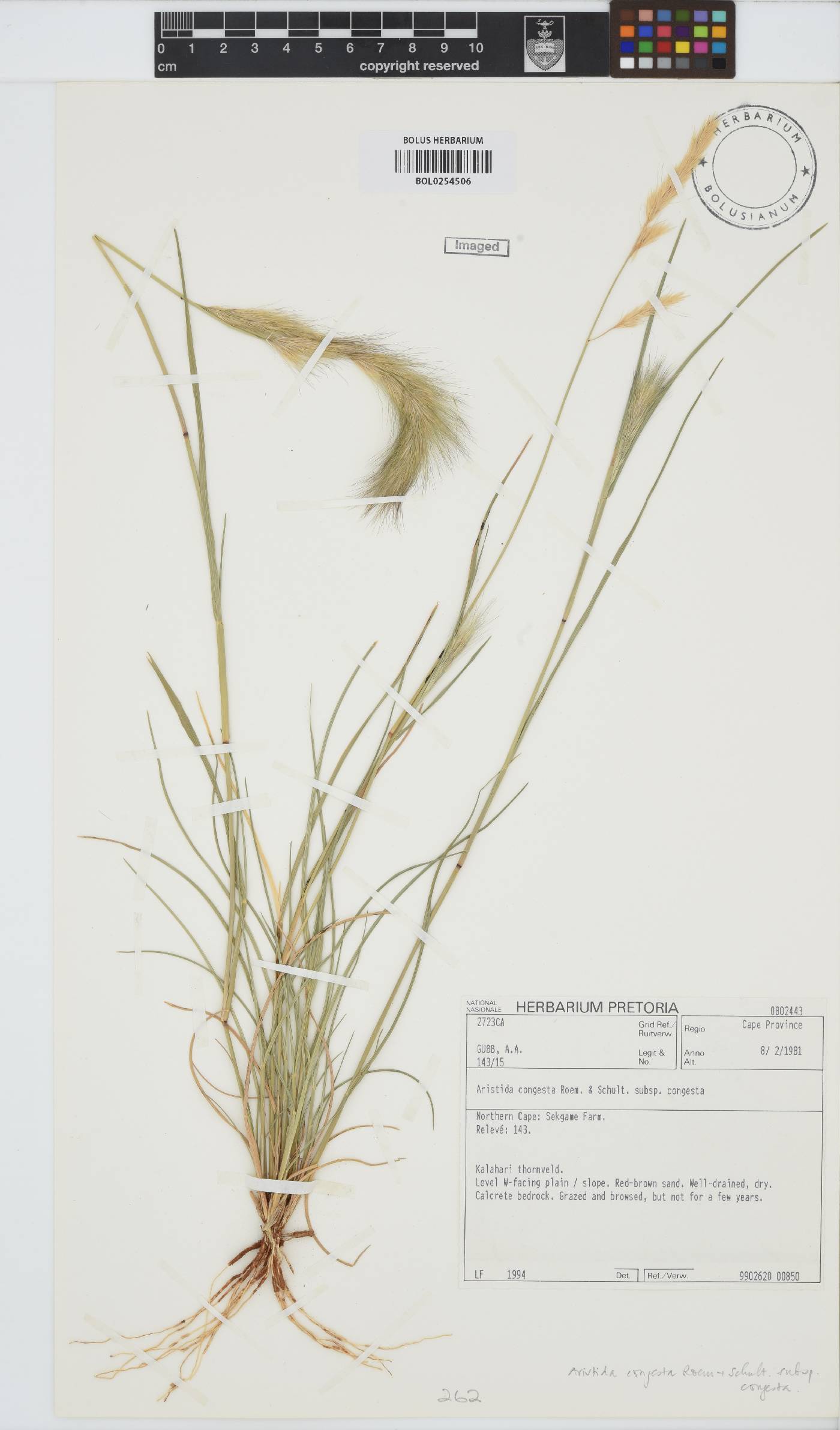 Aristida congesta subsp. congesta image