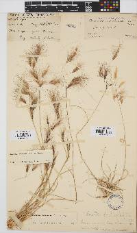 Aristida congesta subsp. barbicollis image