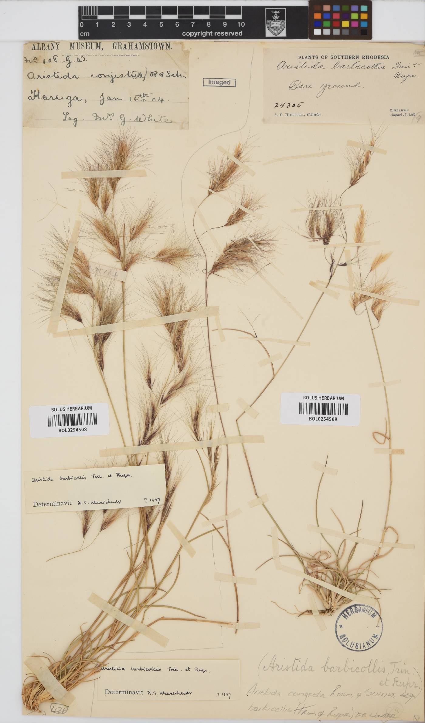 Aristida congesta subsp. barbicollis image