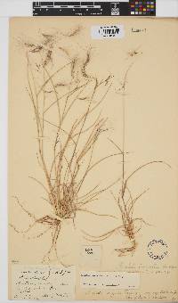 Aristida congesta subsp. barbicollis image