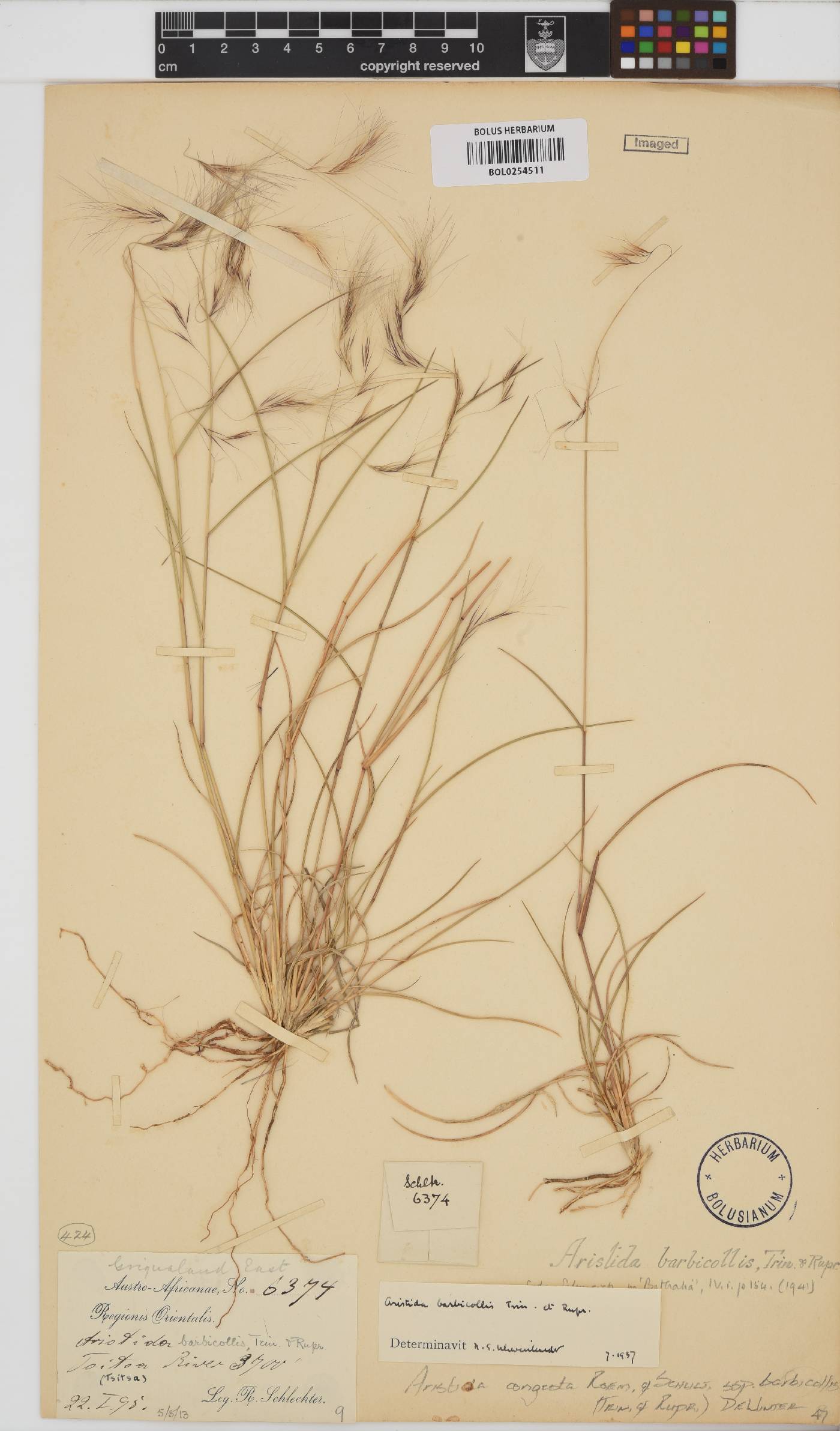 Aristida congesta subsp. barbicollis image