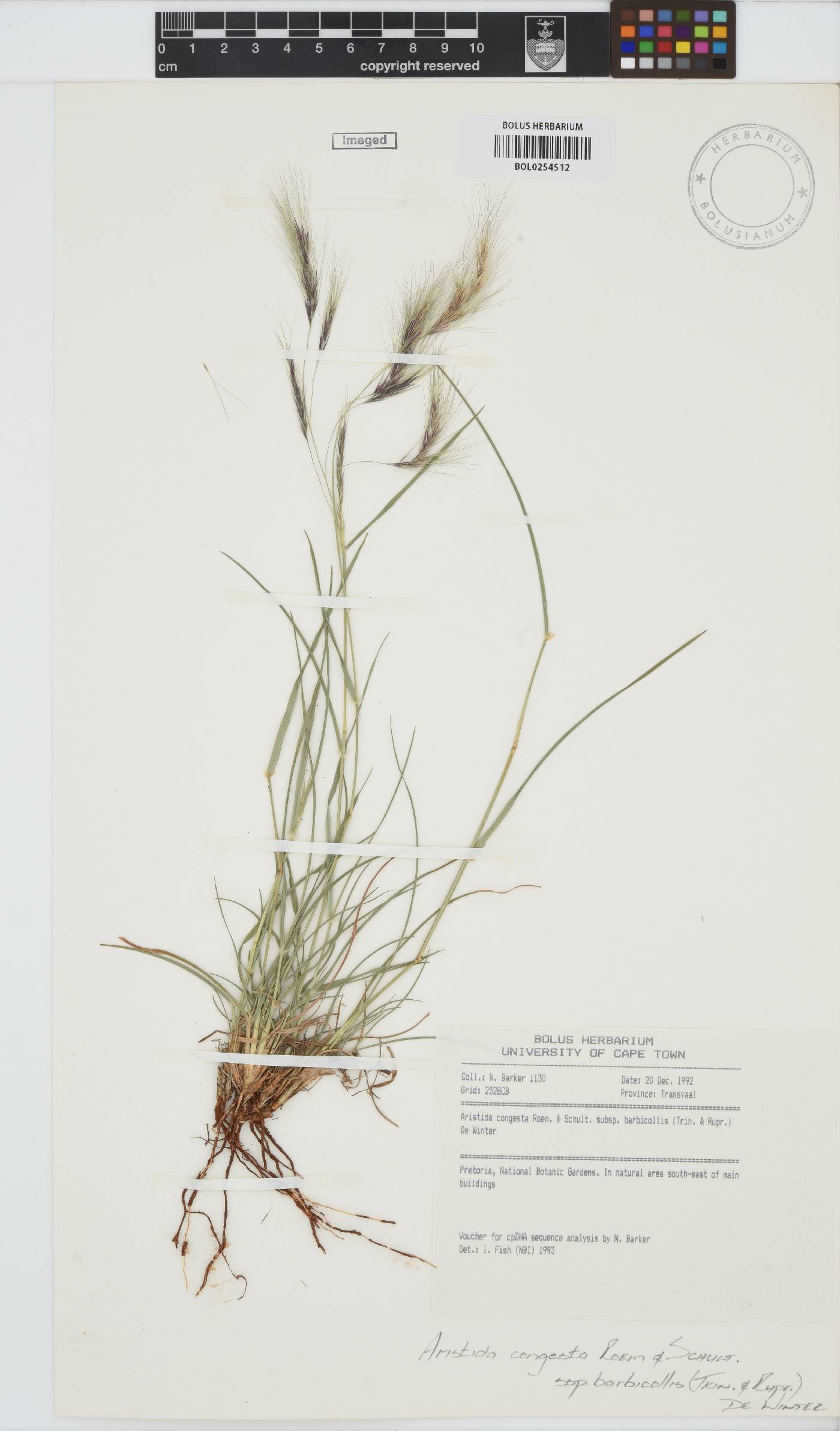 Aristida congesta subsp. barbicollis image