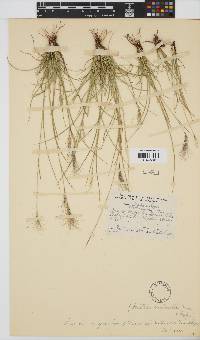 Aristida congesta subsp. barbicollis image