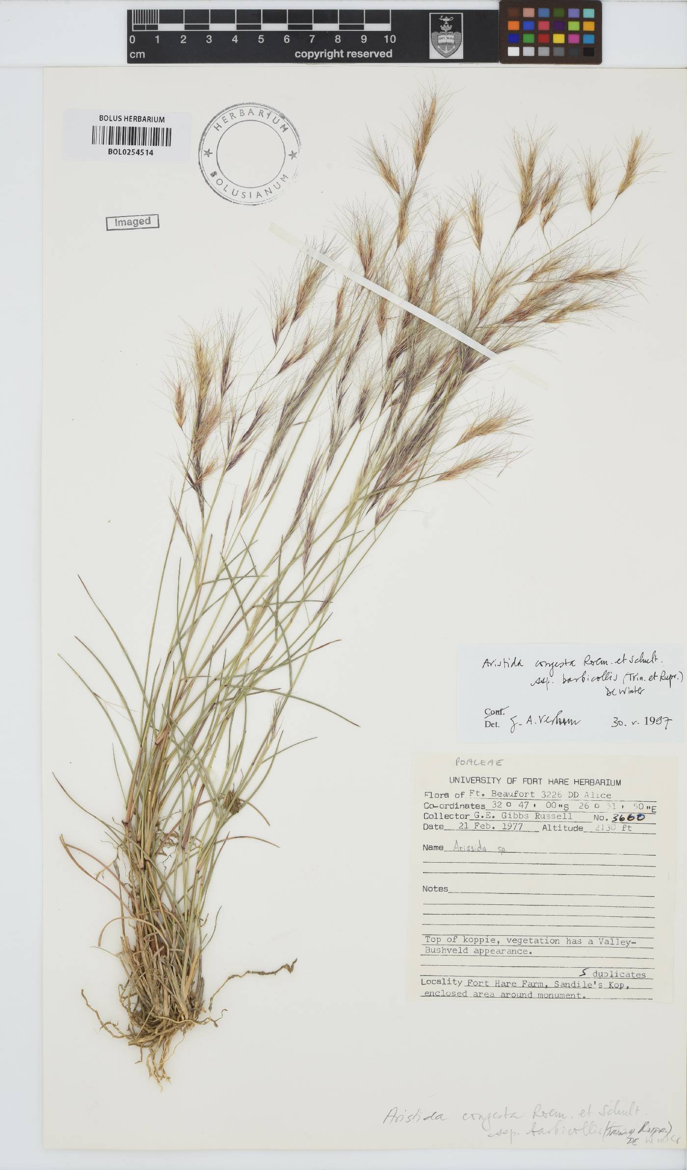 Aristida congesta subsp. barbicollis image