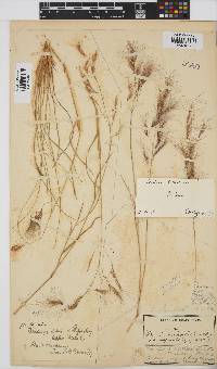 Aristida congesta subsp. barbicollis image