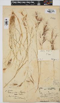 Aristida congesta subsp. barbicollis image