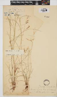 Aristida congesta subsp. barbicollis image