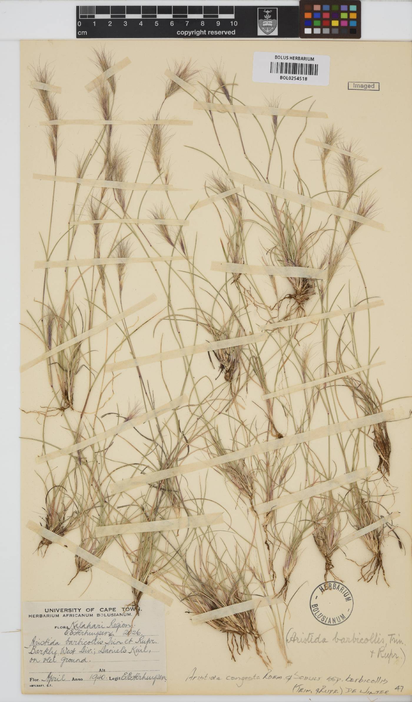 Aristida congesta image