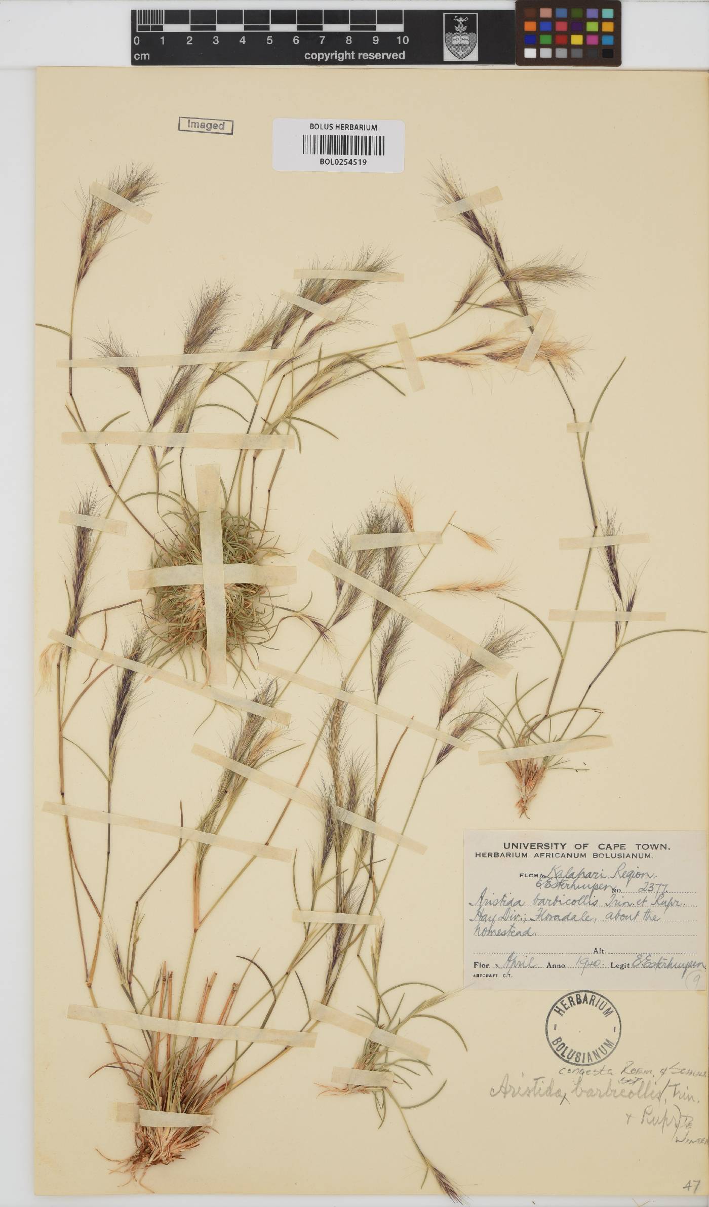 Aristida congesta image