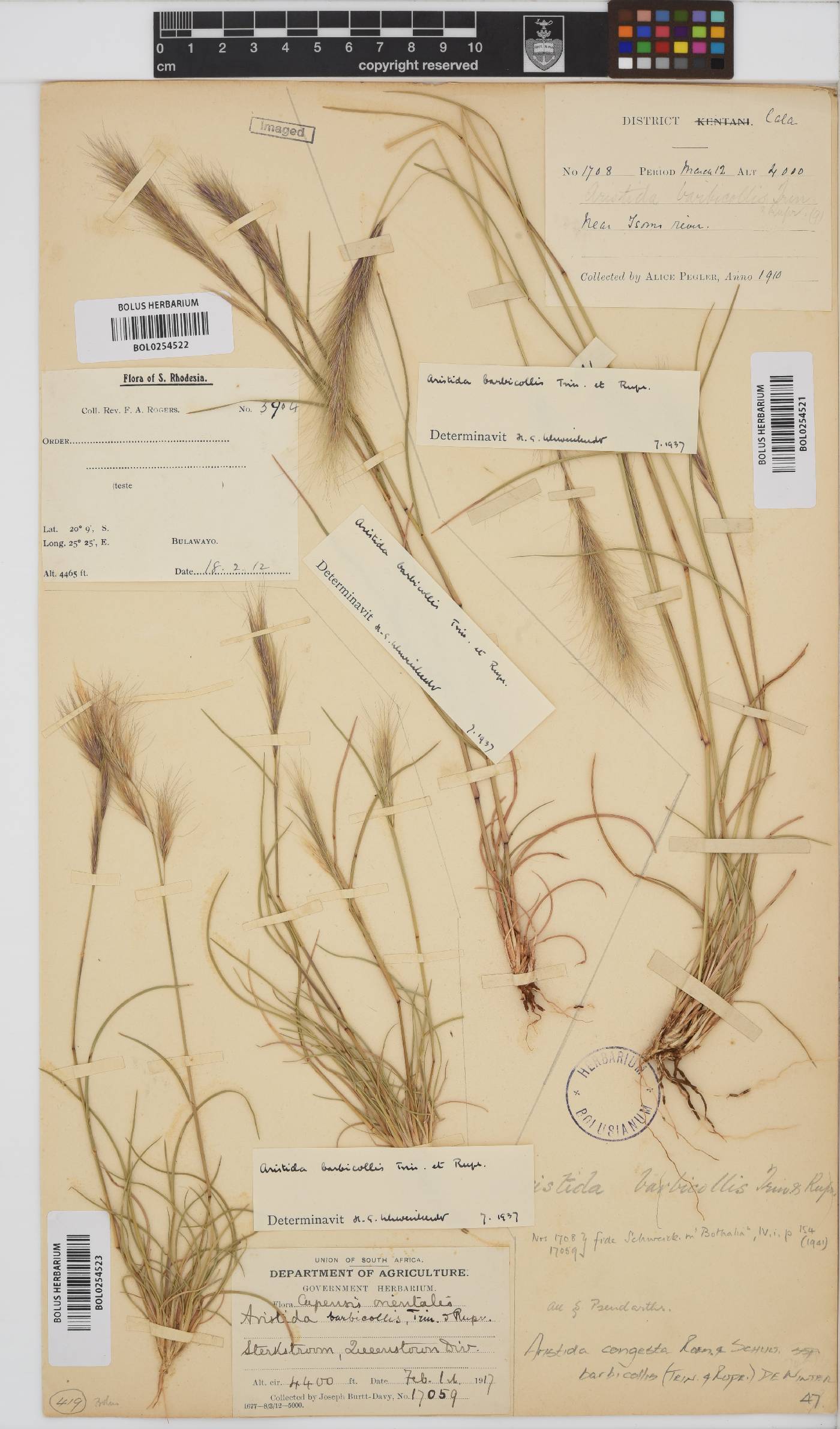 Aristida congesta image