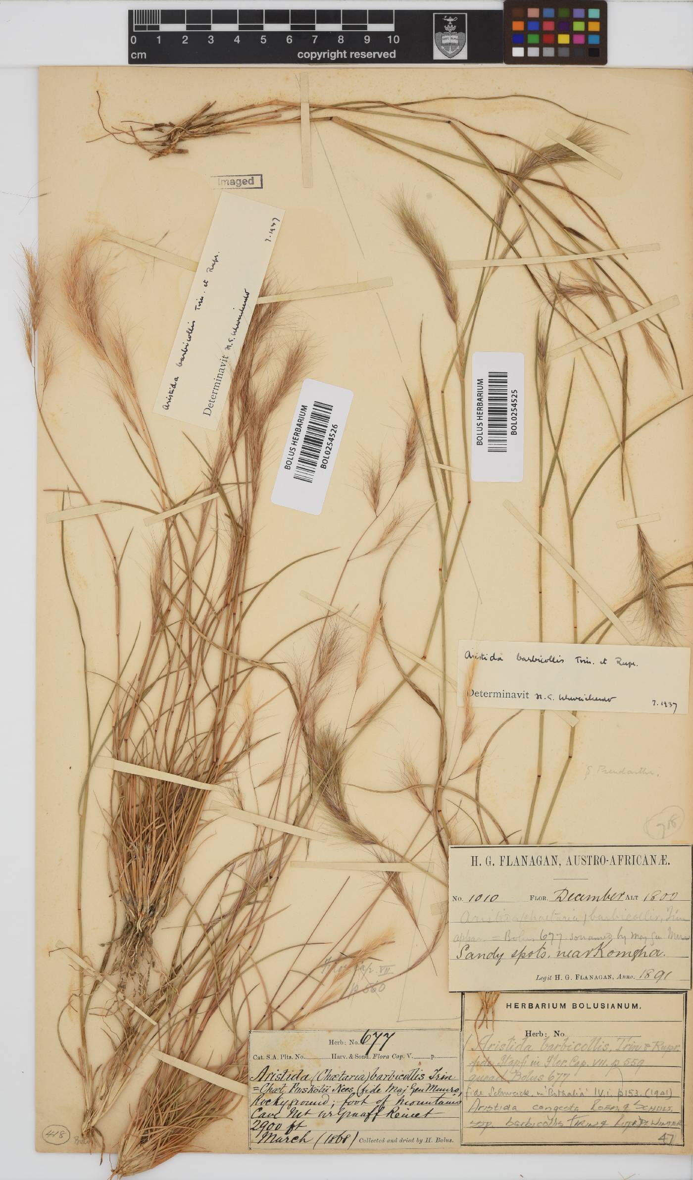 Aristida congesta image