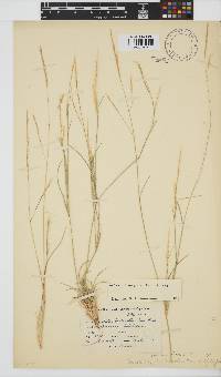 Aristida congesta image