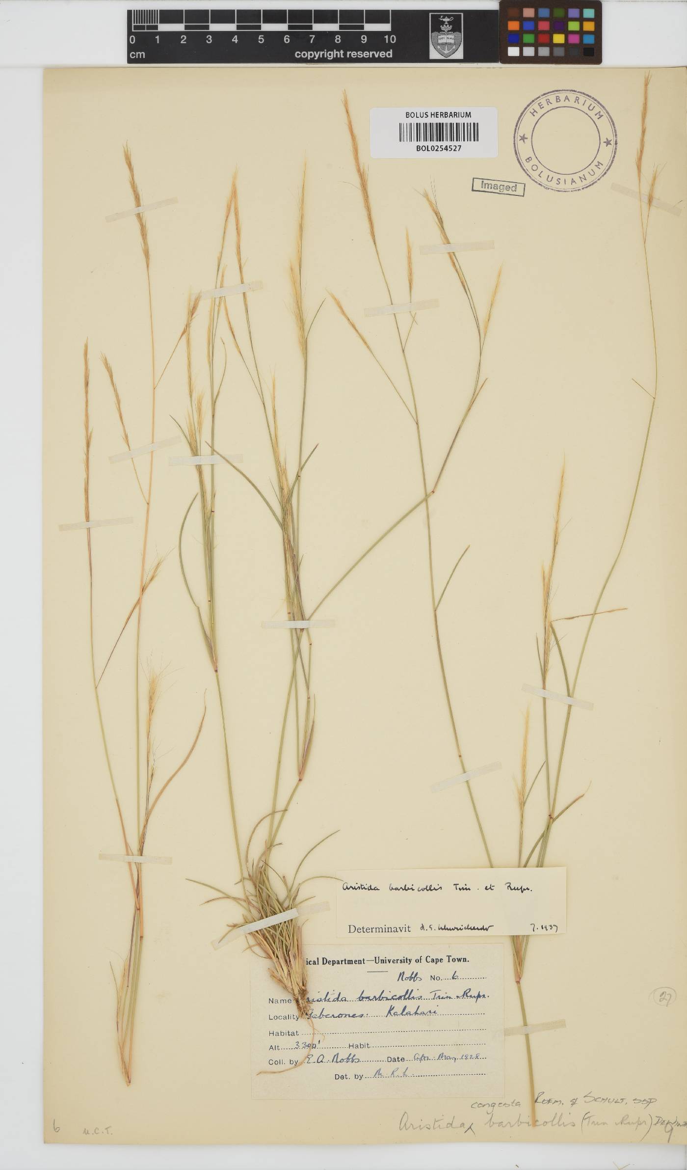 Aristida congesta subsp. barbicollis image