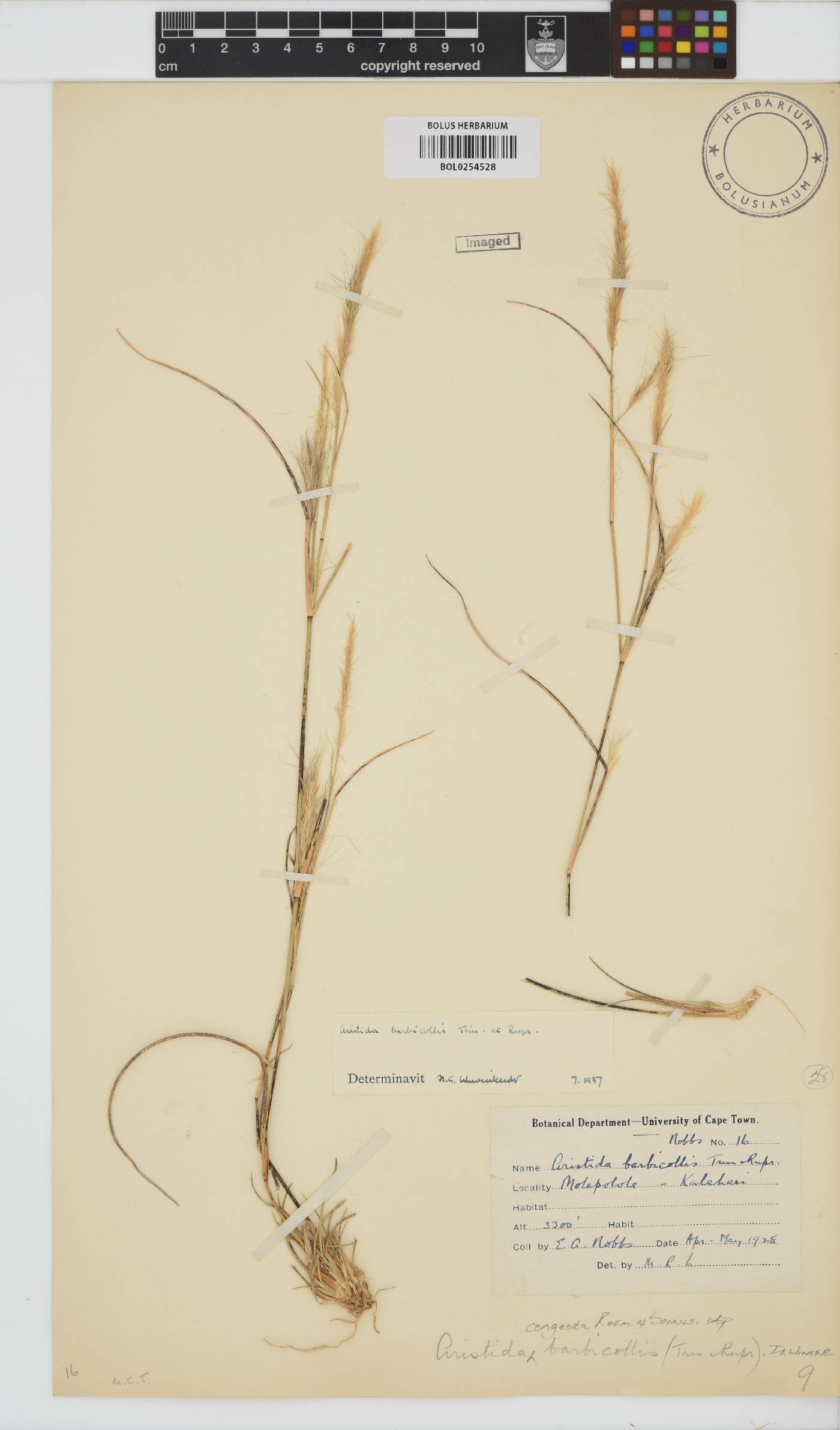 Aristida congesta subsp. barbicollis image