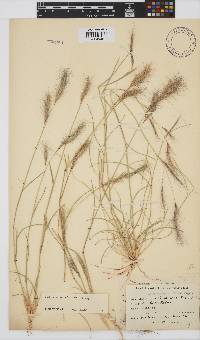 Aristida congesta image