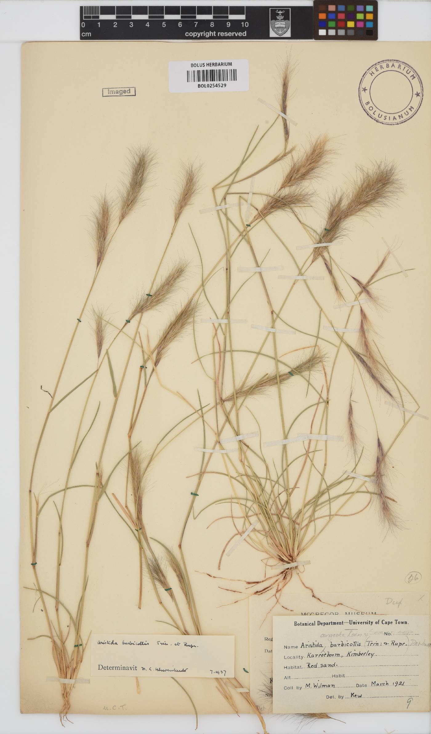 Aristida congesta subsp. barbicollis image