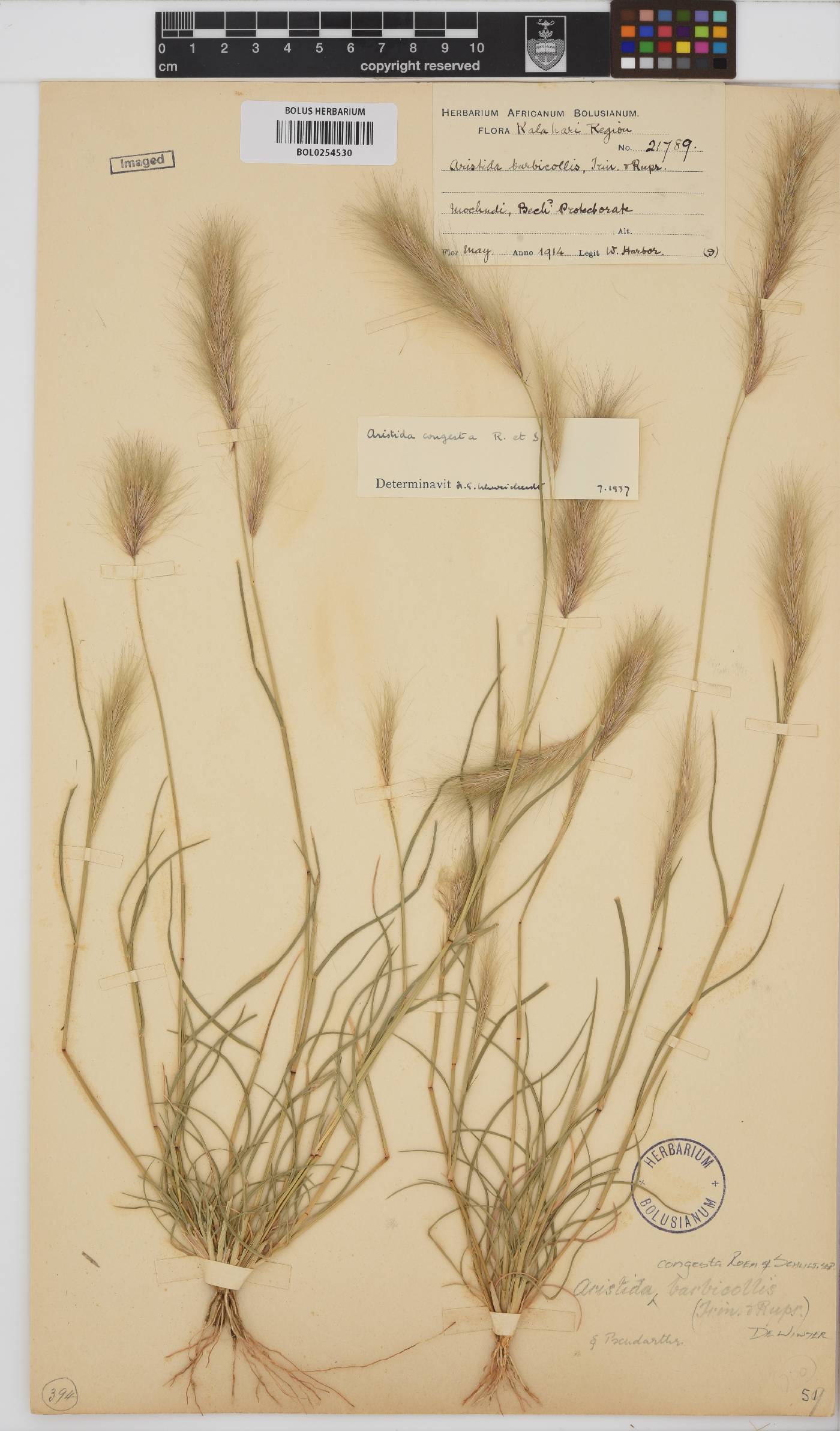 Aristida congesta subsp. barbicollis image