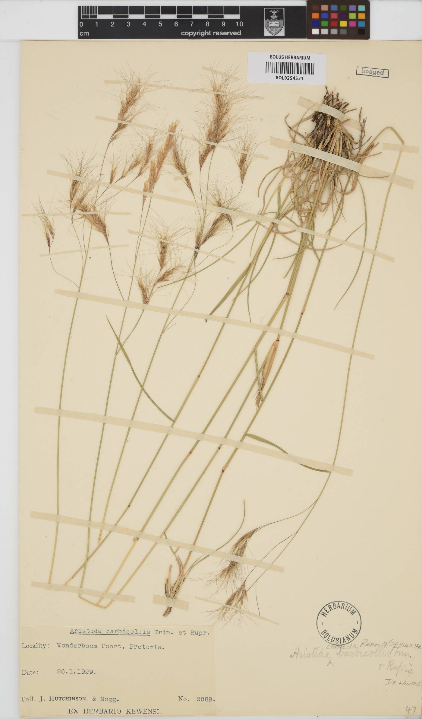 Aristida congesta subsp. barbicollis image