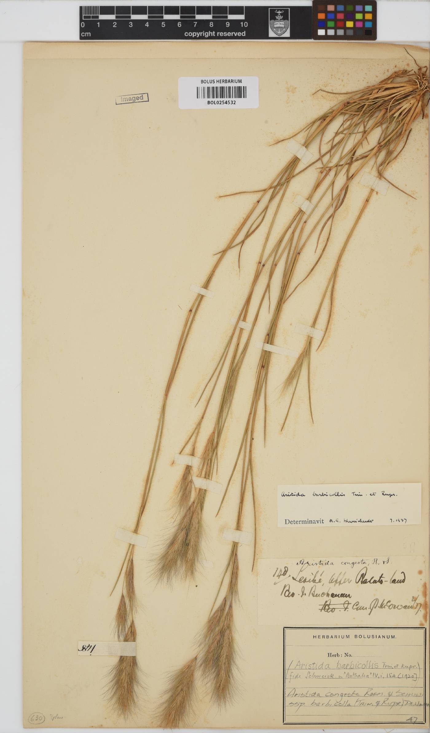Aristida congesta subsp. barbicollis image