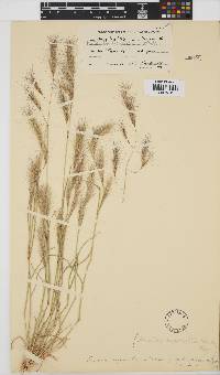 Aristida congesta image