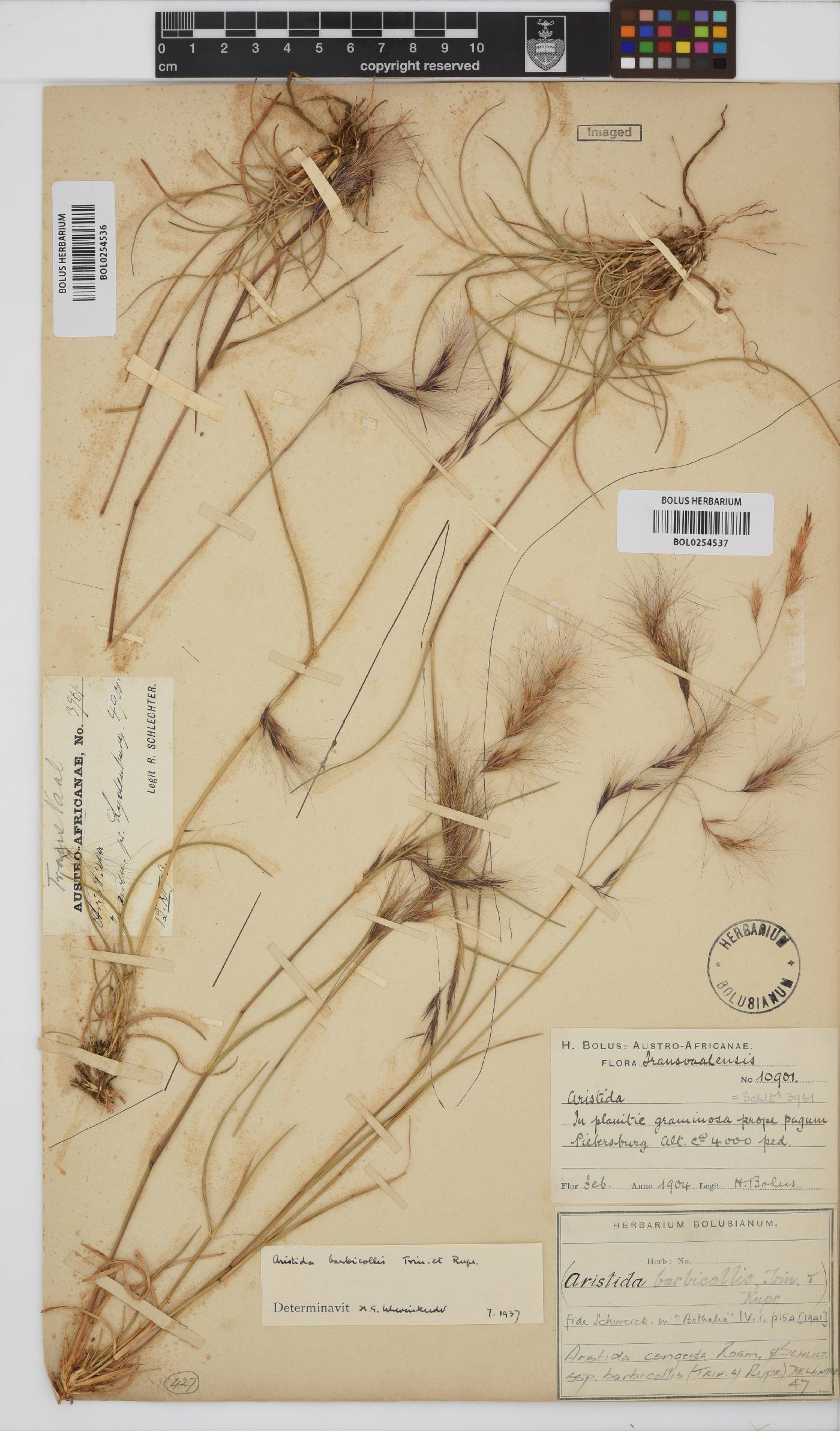 Aristida congesta subsp. barbicollis image