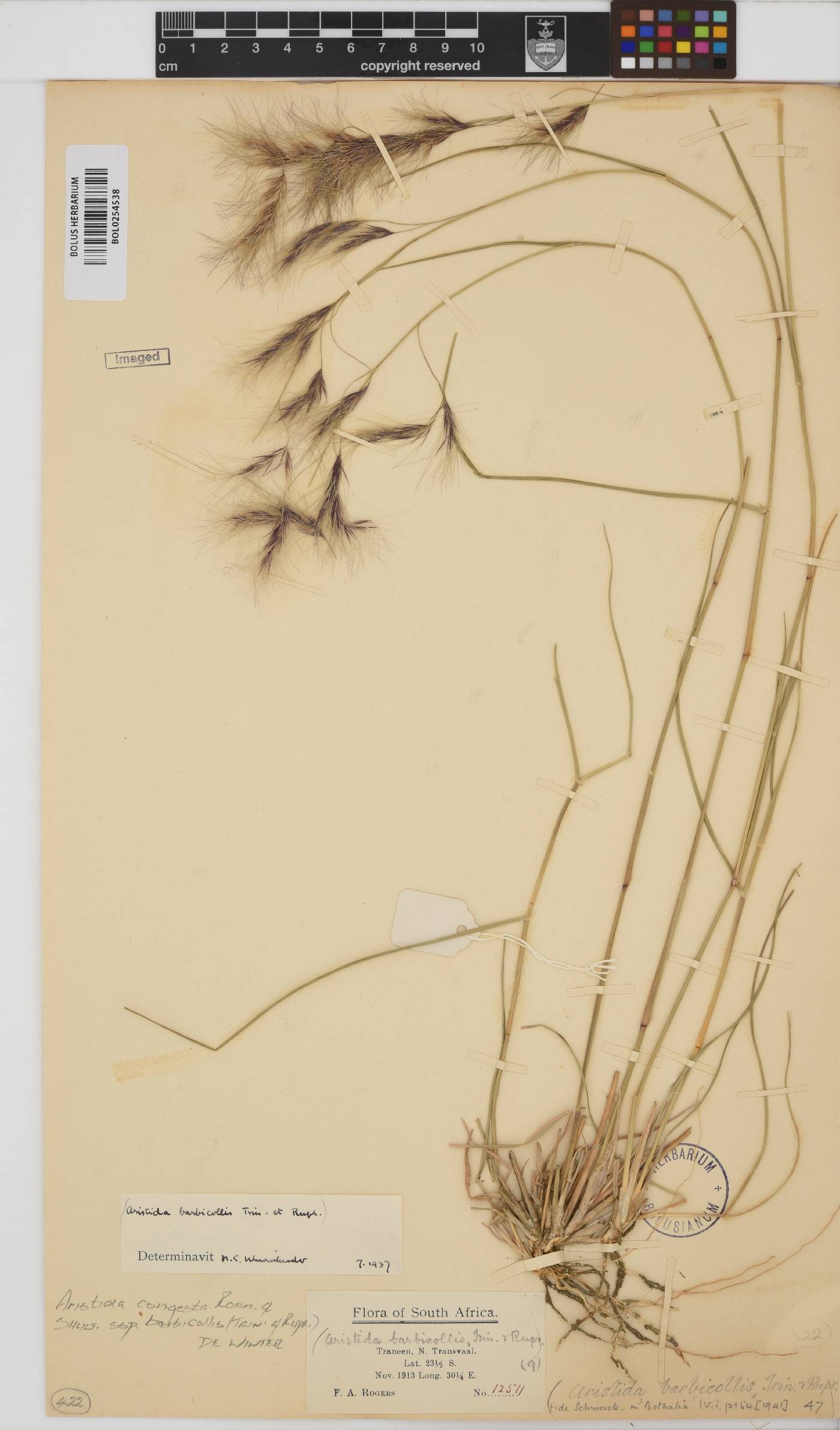 Aristida congesta subsp. barbicollis image