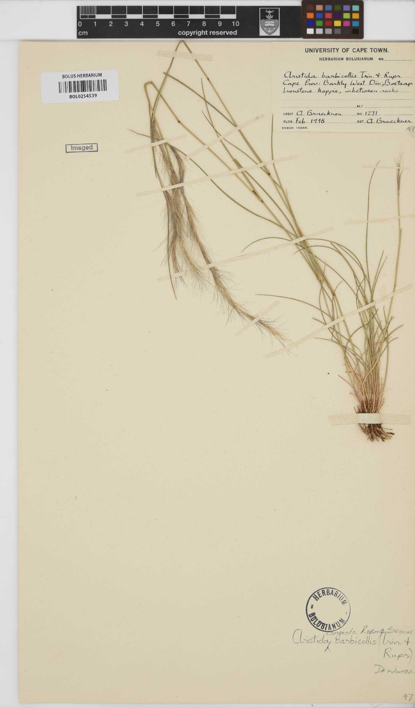 Aristida congesta subsp. barbicollis image