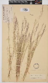 Image of Aristida diminuta