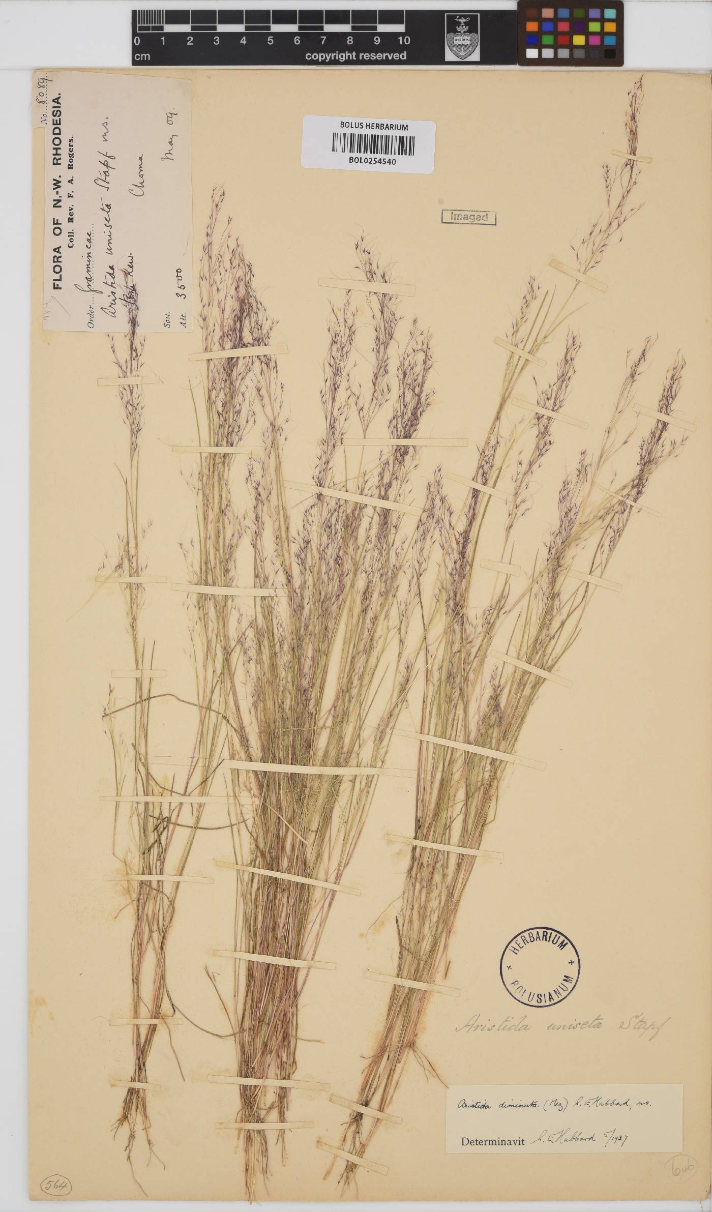 Aristida diminuta image