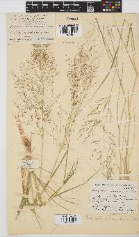 Eragrostis lehmanniana image