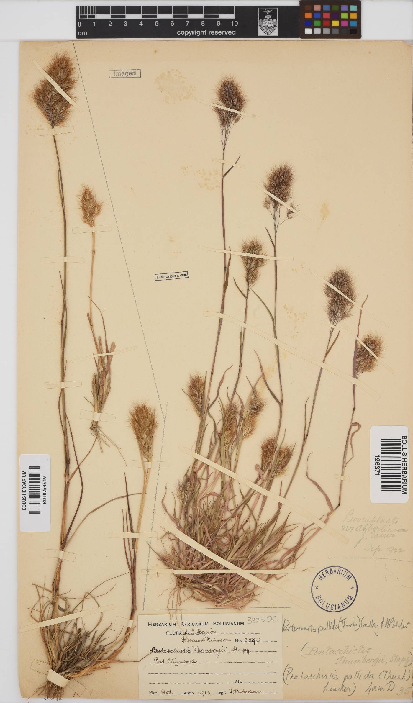 Pentameris pallida image