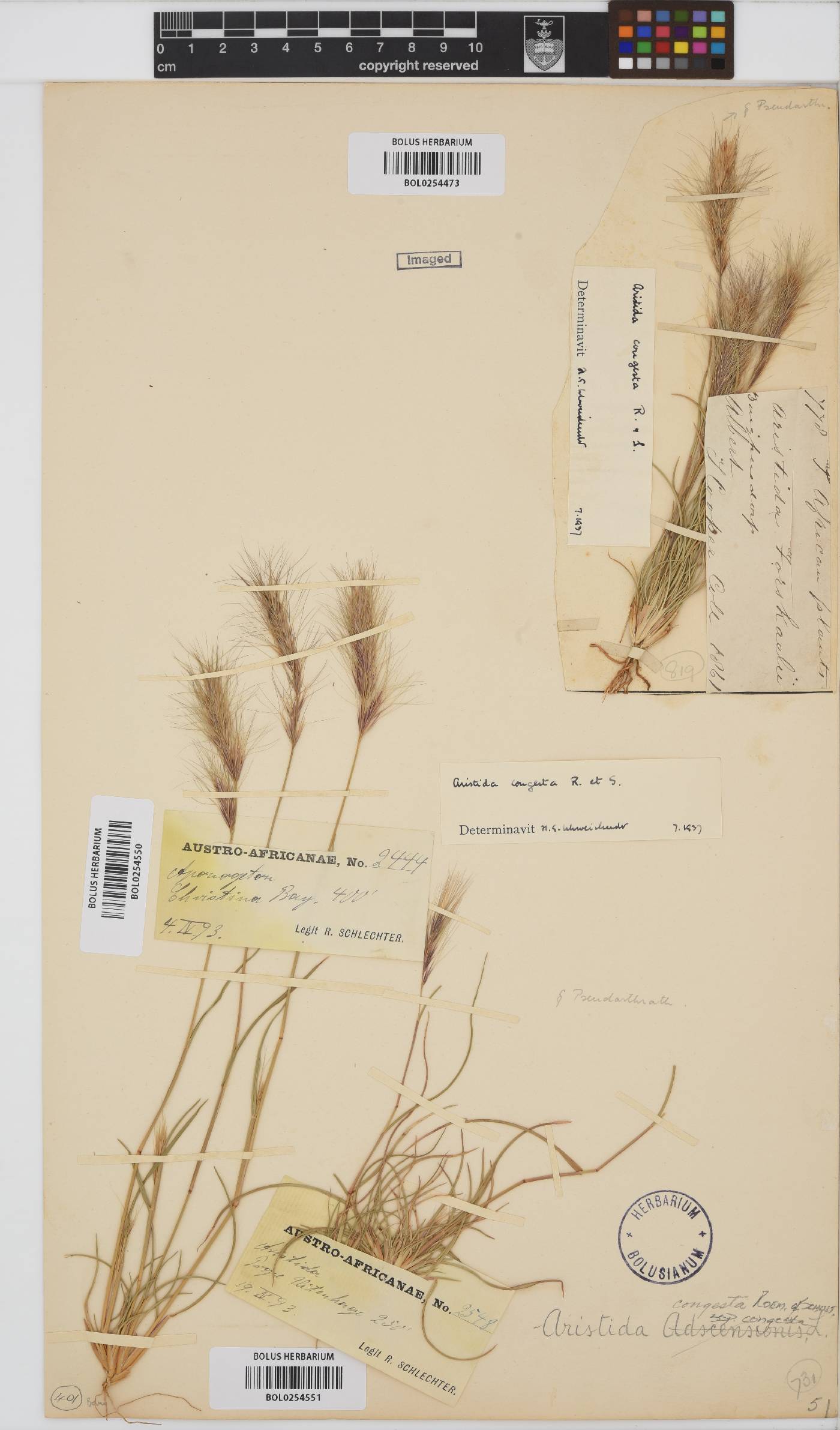Aristida congesta image