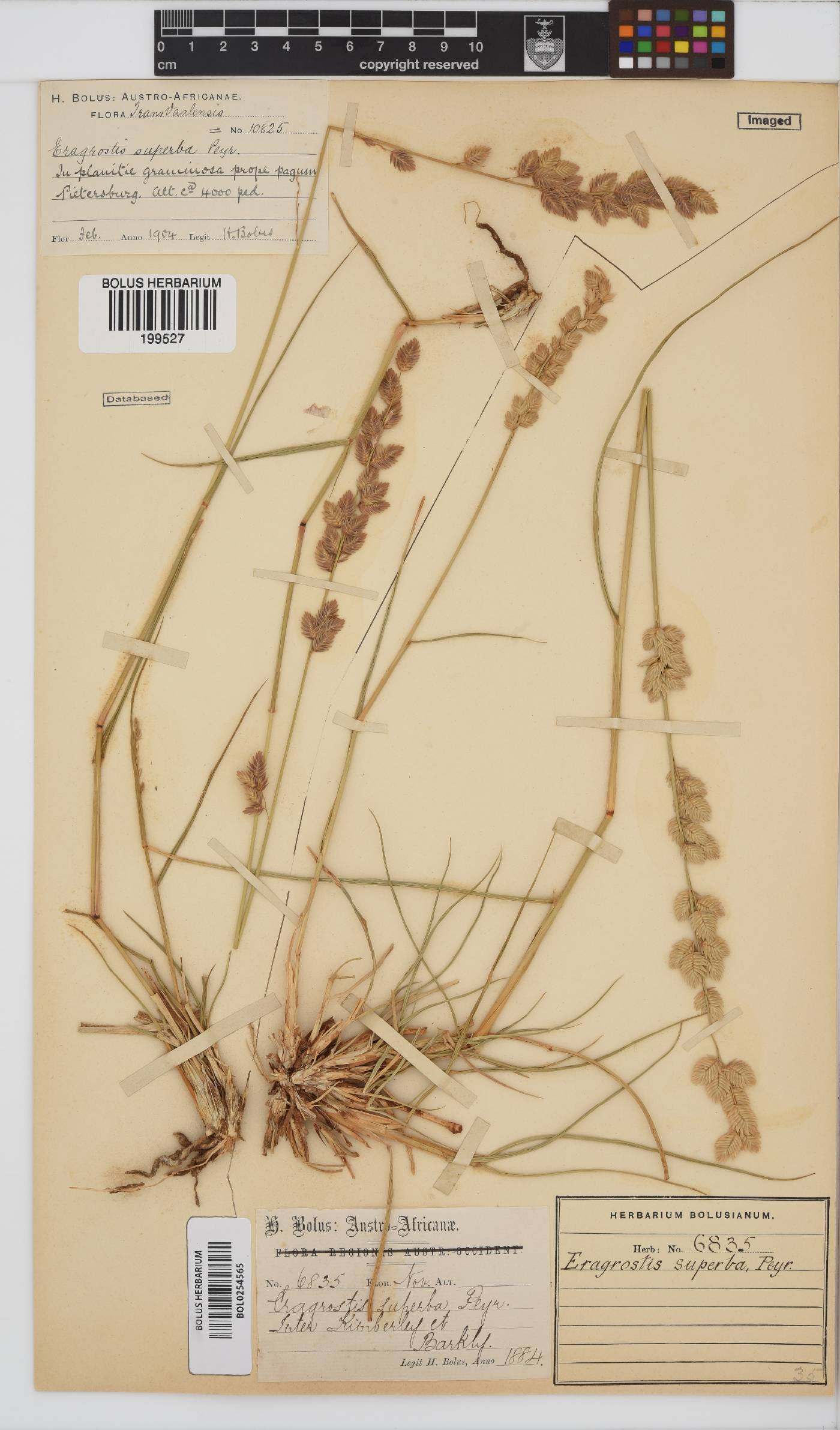 Eragrostis superba image