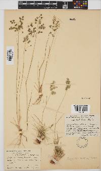 Eragrostis obtusa image